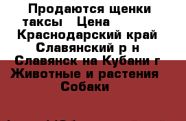 Продаются щенки таксы › Цена ­ 2 500 - Краснодарский край, Славянский р-н, Славянск-на-Кубани г. Животные и растения » Собаки   